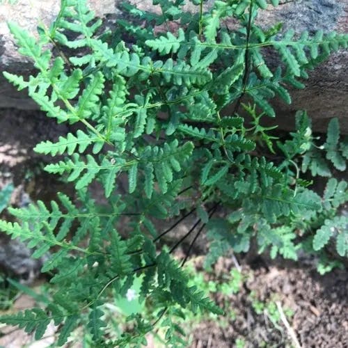 Marginal fern (Dryopteris marginalis)-i