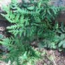 Marginal fern (Dryopteris marginalis)-i