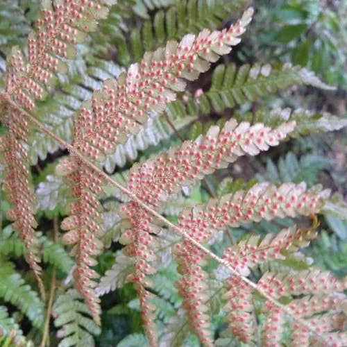 ベニシダ（紅羊歯） (Dryopteris erythrosora)-i