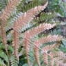 ベニシダ（紅羊歯） (Dryopteris erythrosora)-i