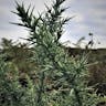 European gorse (Ulex europaeus)-i