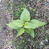 Beauty-of-the-night (Mirabilis jalapa)-i