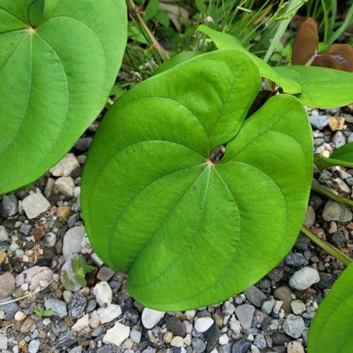 ダイジョ（大薯） (Dioscorea alata)-i