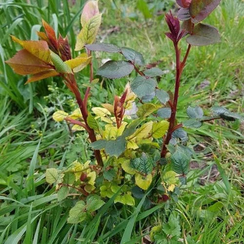 Redleaf rose (Rosa glauca)-i