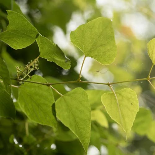 サンカクヅル（三角蔓） (Vitis flexuosa)-i