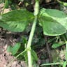 ウスベニツメクサ（薄紅詰草） (Spergularia rubra)-i