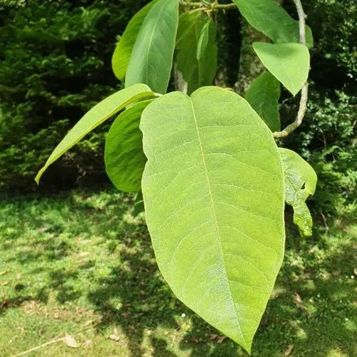 Oyama magnolia (Magnolia sieboldii)-i