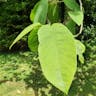 Oyama magnolia (Magnolia sieboldii)-i