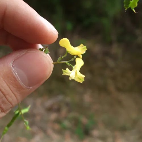ミヤマキケマン（深山黄華満鬘） (Corydalis pallida)-i