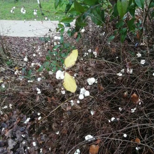 Creeping snowberry (Symphoricarpos mollis)-i