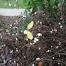 Creeping snowberry (Symphoricarpos mollis)-i