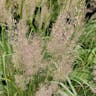 チカラシバ（力芝） (Pennisetum alopecuroides)-i