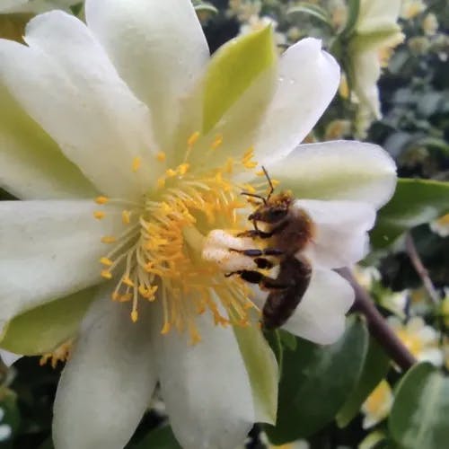 モクキリン（杢麒麟） (Pereskia aculeata)-i