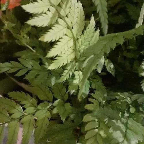 ベニシダ（紅羊歯） (Dryopteris erythrosora)-i