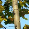 ノルウェーカエデ (Acer platanoides)-i