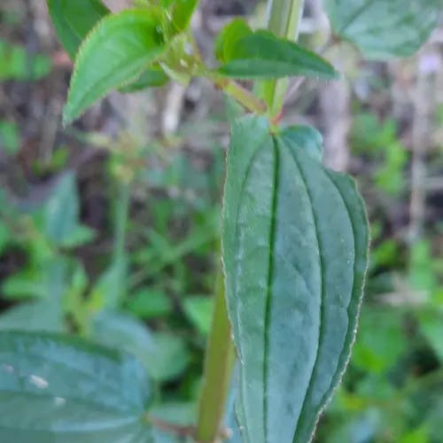 Pink fringe (Arthrostemma ciliatum)-i