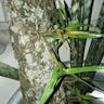 Florida butterfly orchid (Encyclia tampensis)-i