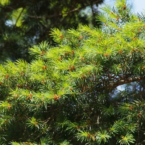 トガサワラ（栂椹） (Pseudotsuga japonica)-i