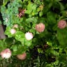 デージー (Bellis perennis)-i