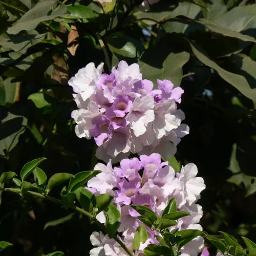 Garlicvine (Bignonia aequinoctialis)-i