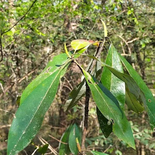 Common sweetleaf (Symplocos tinctoria)-i