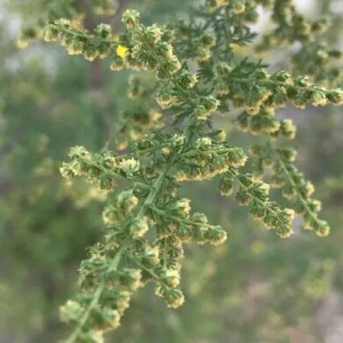 クソニンジン（糞人参） (Artemisia annua)-i