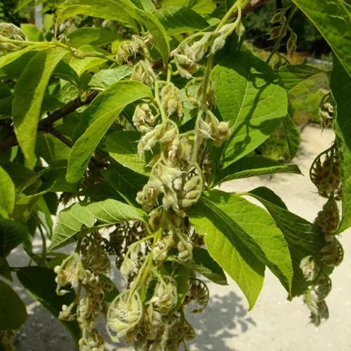 オオバアサガラ（大葉麻殻） (Pterostyrax hispidus)-i