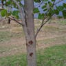 ムラサキソシンカ（紫蘇芯花） (Bauhinia purpurea)-i