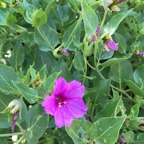 Froebel's four o'clock (Mirabilis multiflora)-i