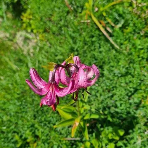 マルタゴンリリー (Lilium martagon)-i