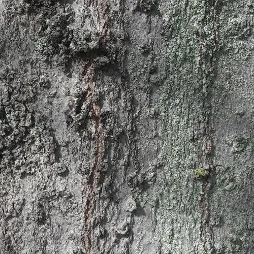 アメリカエノキ（アメリカ榎） (Celtis occidentalis)-i