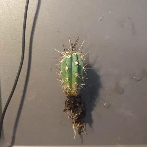 Toothpick cactus (Stetsonia coryne)-i