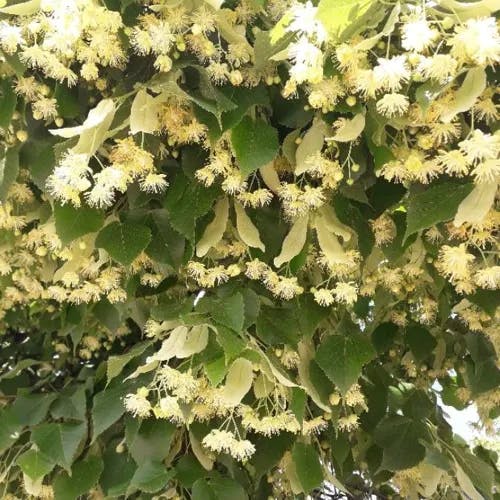 フユボダイジュ（冬菩提樹） (Tilia cordata)-i