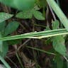 Sharp grass (Imperata cylindrica)-i