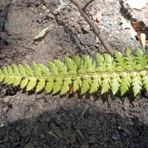 ヤシャイノデ（夜叉猪牙菜） (Polystichum neolobatum)-i