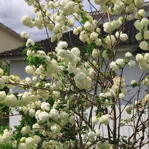 Chinese snowball (Viburnum macrocephalum)-i