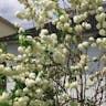 Chinese snowball (Viburnum macrocephalum)-i