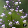 Chinese meadow rue (Thalictrum delavayi)-i
