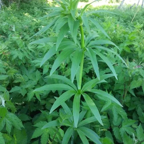 Canada lily (Lilium canadense)-i