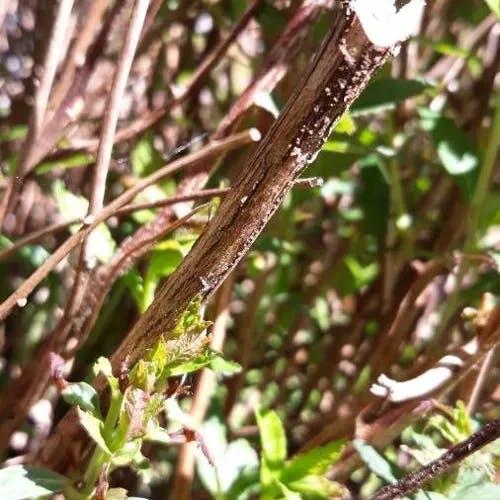 Reeve's spiraea (Spiraea cantoniensis)-i