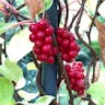 チョウセンゴミシ（朝鮮五味子） (Schisandra chinensis)-i