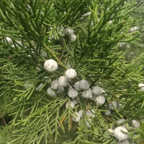 イブキ（伊吹） (Juniperus chinensis)-i