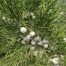 イブキ（伊吹） (Juniperus chinensis)-i