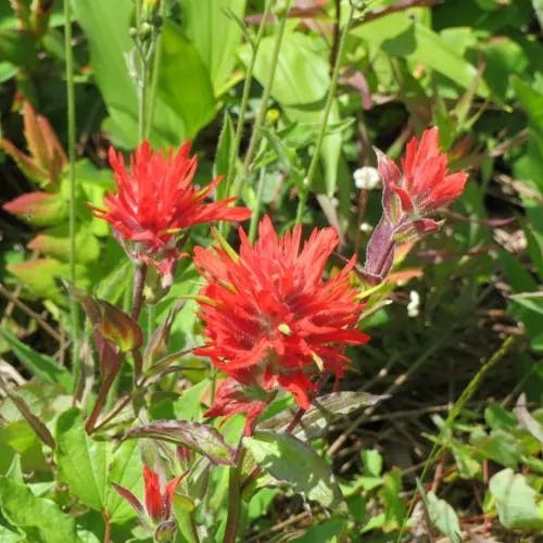 Scarlet paintbrush (Castilleja miniata)-i