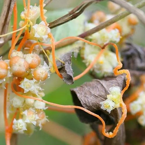 アメリカネナシカズラ（亜米利加根無蔓） (Cuscuta campestris)-i