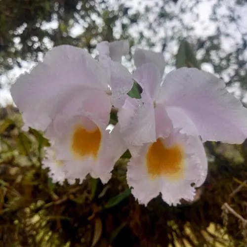 Christmas orchid (Cattleya trianae)-i