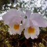 Christmas orchid (Cattleya trianae)-i