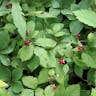 Dwarf raspberry (Rubus pubescens)-i