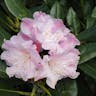 シャクナゲ（石楠花） (Rhododendron degronianum)-i