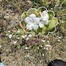 Popcorn-flower (Plagiobothrys nothofulvus)-i